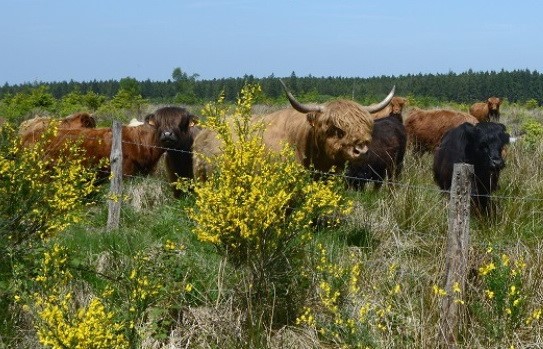 Vaches highlands sur la fagne de la Vecquée